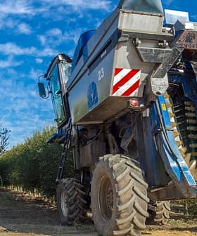 Blue olive harvesting machine positioned between rows of olive trees in an orchard. - Olive Oil Times