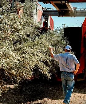 A man observing an olive harvesting machine collecting olives from trees in an orchard. - Olive Oil Times