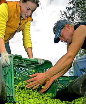 Two individuals collecting olives into a green crate during manual harvesting. - Olive Oil Times