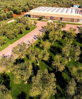 Aerial view of an olive grove with a modern building in the background surrounded by olive trees. - Olive Oil Times