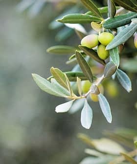 Close-up of an olive tree branch featuring clusters of green olives and leaves. - Olive Oil Times