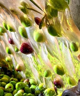 Stream of olives being washed in a processing facility during olive oil production. - Olive Oil Times