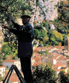 A person pruning an olive tree while standing on a ladder in a mountainous area. - Olive Oil Times