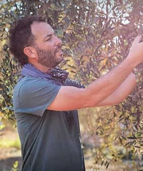 Man inspecting and harvesting olives from a tree in an olive grove. - Olive Oil Times