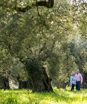 A couple walking hand in hand through an olive grove with large trees and green grass. - Olive Oil Times