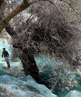 Person harvesting olives from trees with nets laid on the ground in an olive grove. - Olive Oil Times