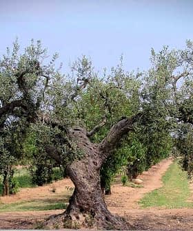 A large, mature olive tree with a thick trunk and sprawling branches in an agricultural field. - Olive Oil Times