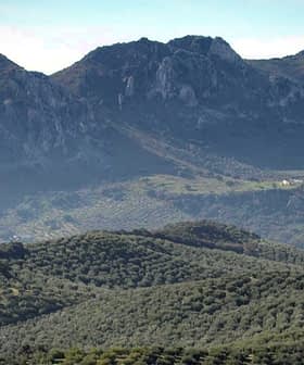 Mountainous landscape featuring rolling hills covered with olive trees and rocky peaks in the background. - Olive Oil Times