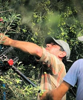 Two men using tools to harvest olives from trees in an orchard. - Olive Oil Times