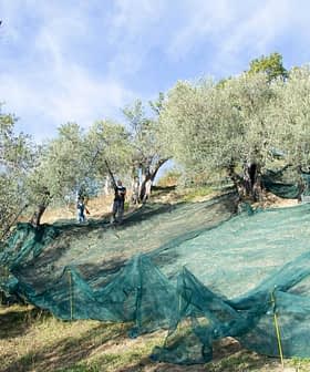 Workers using nets for olive harvesting in an olive grove under a clear sky. - Olive Oil Times