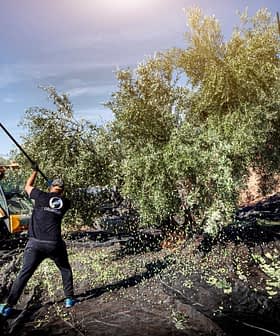 Two workers using poles to harvest olives from a tree with a tractor in the background. - Olive Oil Times