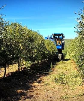 Tractor navigating through rows of olive trees in an olive grove. - Olive Oil Times