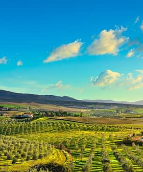 A panoramic view of olive groves and rolling hills under a blue sky with clouds. - Olive Oil Times