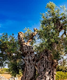 An ancient olive tree with a gnarled trunk and lush green leaves against a blue sky. - Olive Oil Times