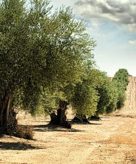 Row of olive trees in a field with dry soil and distant hills under a cloudy sky. - Olive Oil Times