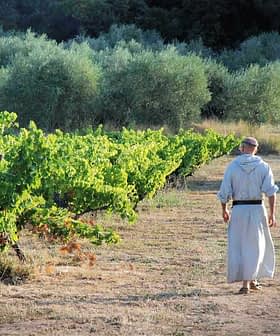 A monk in a robe walking along a path between rows of grapevines in a vineyard. - Olive Oil Times