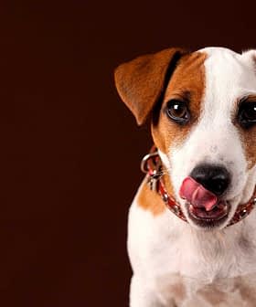 Jack Russell Terrier dog with brown and white fur, licking its lips against a dark background. - Olive Oil Times