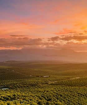 Expansive olive grove landscape under a colorful sunset with mountains in the background. - Olive Oil Times