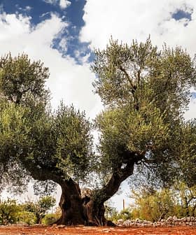 A large olive tree with thick branches and green leaves against a cloudy sky. - Olive Oil Times