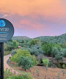 Sign for Mavras Olive Oil Factory with a scenic background of olive trees and a colorful sky. - Olive Oil Times