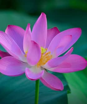 A pink lotus flower with petals and a yellow center, surrounded by green leaves. - Olive Oil Times
