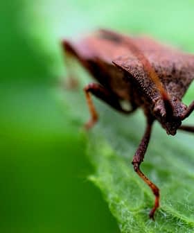 Close-up of a brown insect resting on a green leaf with a blurred background. - Olive Oil Times