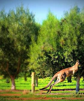 A kangaroo leaping through a grove of olive trees in a green landscape. - Olive Oil Times