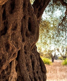 Close-up view of an olive tree trunk displaying textured bark and gnarled features. - Olive Oil Times