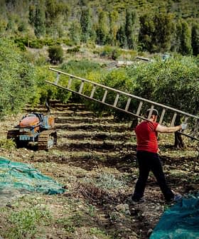 A man in a red shirt carrying a ladder through an olive grove with trees in the background. - Olive Oil Times