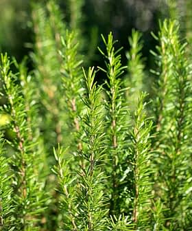 Close-up of green rosemary herb plants with slender leaves in a garden setting. - Olive Oil Times