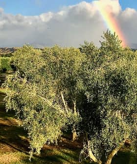 Olive trees in a grove with a rainbow visible in the background under a cloudy sky. - Olive Oil Times