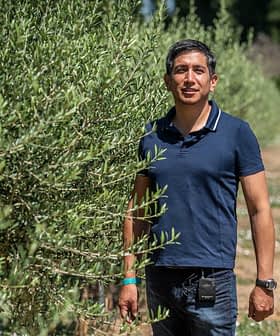 Man in a blue polo shirt standing between rows of olive trees in a field. - Olive Oil Times