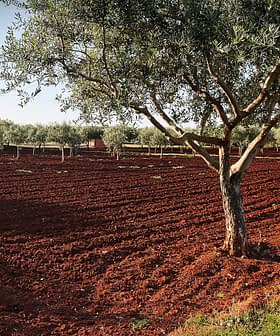 Olive trees in a field with red soil and clear sky in the background. - Olive Oil Times
