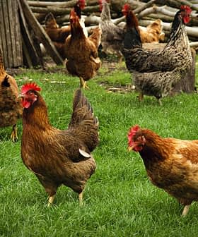 A group of brown chickens walking on green grass in a farm setting. - Olive Oil Times