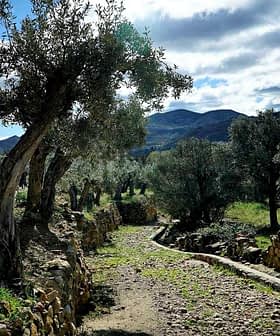 A pathway lined with olive trees in a rural landscape with mountains in the background. - Olive Oil Times