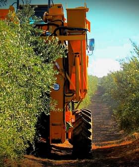 Yellow olive harvesting machine between rows of olive trees in an olive grove. - Olive Oil Times