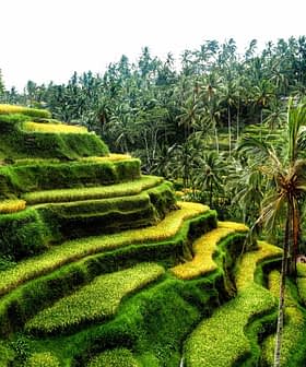 Lush green terraced rice fields with palm trees in Bali, Indonesia. - Olive Oil Times