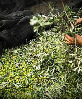 Hands collecting olives and leaves from a large pile on a black net during the olive harvesting process. - Olive Oil Times