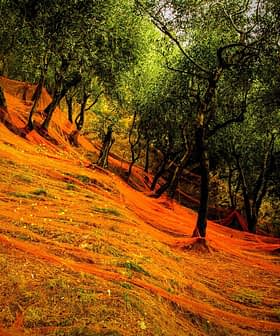 Olive trees in a grove with orange nets spread across the ground for harvesting olives. - Olive Oil Times