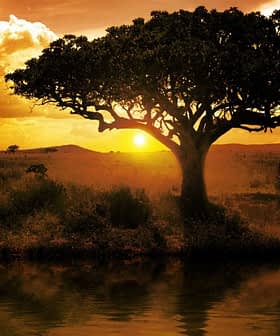 Silhouetted tree against a sunset with clouds and a reflective body of water. - Olive Oil Times