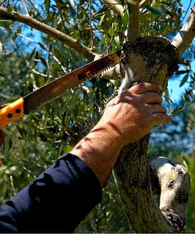 Individual using a hand saw to prune an olive tree branch in a garden setting. - Olive Oil Times