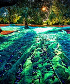 Green nets spread out on the ground with fallen olives during an olive harvesting process. - Olive Oil Times