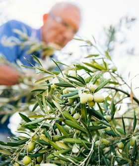 A man harvesting olives from a tree, focusing on the branches and fruit. - Olive Oil Times