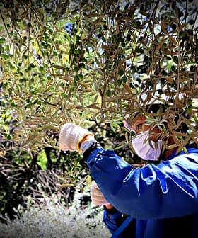 Individual wearing gloves and a mask harvesting olives from a tree in a garden setting. - Olive Oil Times