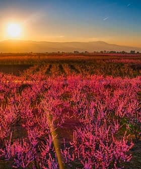 Field of peach blossoms in vibrant pink hues under a sunset sky with mountains in the background. - Olive Oil Times