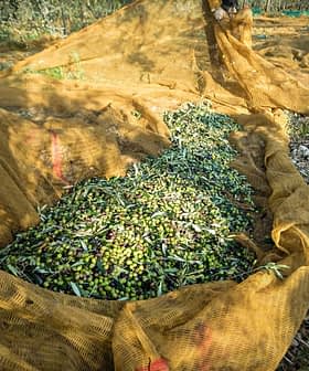Olives collected in nets during the harvesting process in an olive grove. - Olive Oil Times