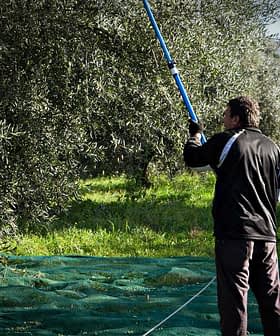 Man using a long pole to harvest olives from a tree in an olive grove. - Olive Oil Times