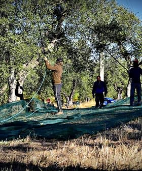 Workers using nets to harvest olives from trees in an olive grove during the harvest season. - Olive Oil Times