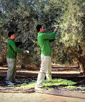 Four workers in green shirts harvesting olives from trees in an olive grove. - Olive Oil Times