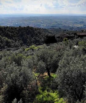 A panoramic view of an olive grove with rolling hills in the background under a cloudy sky. - Olive Oil Times